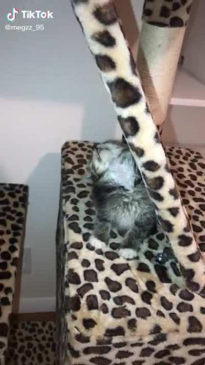 His little teeth 🥺