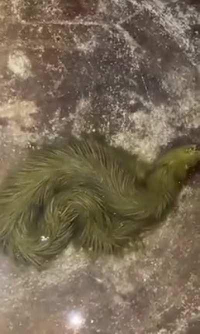 A snake covered in algae. A rare event that will end the next time the snake sheds its skin.