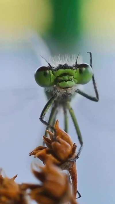 damselfly cleans up for its photoshoot