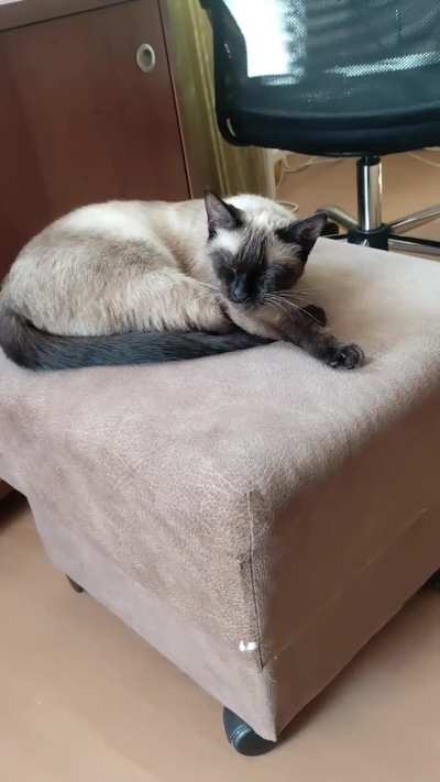 Why is my cat makes weird sounds when I exhale?