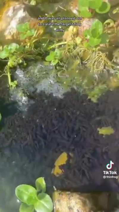 frog chad(destroys local ecosystem)