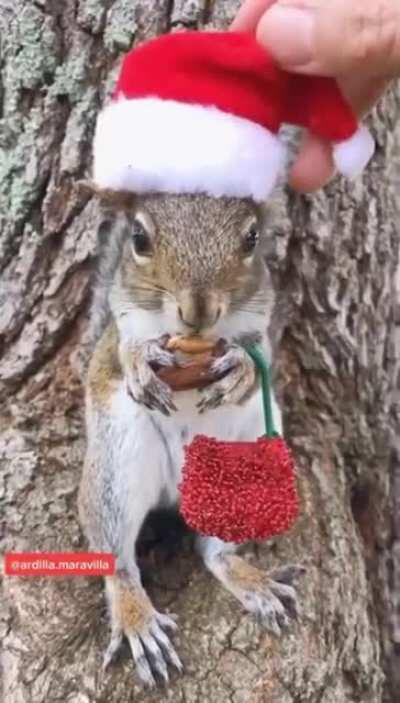 Christmas squirrel
