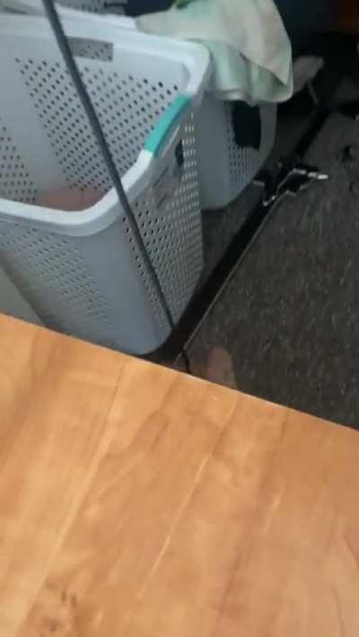 I was wondering what my cord was caught on and found this criminal trying to hijack my mouse