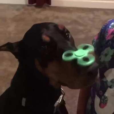 Hoomans do silly things, but I am doggo and I love them