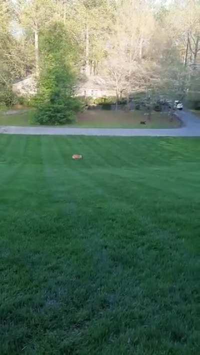 Frito doesn't want to chase the ball, but rather the stick.