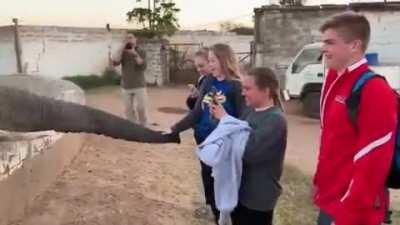 Touch the elephant or be punished