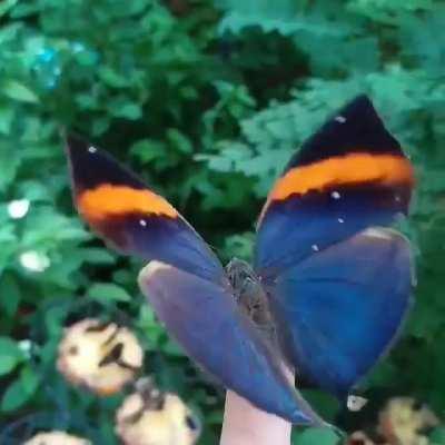 Kallima inachus, the orange oakleaf, Indian oakleaf or dead leaf, is a nymphalid butterfly found in Tropical Asia from India to Japan. With wings closed, it closely resembles a dry leaf with dark veins and is a commonly cited example of camouflage. Video 