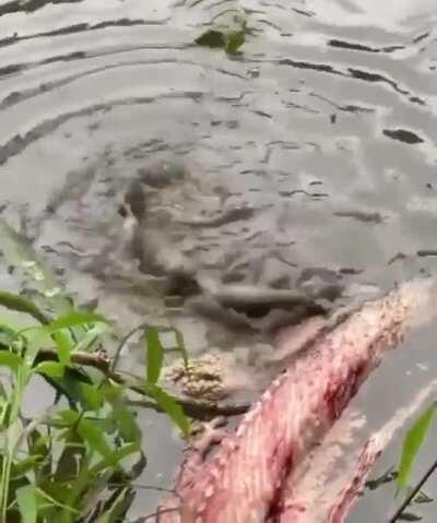 Baby Sarco go Brrrrrr