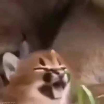 fique mais feliz com o edit de flopas