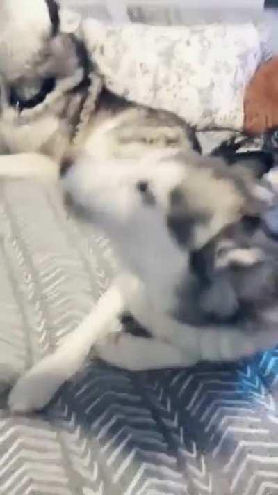 Do you love everybody husky?