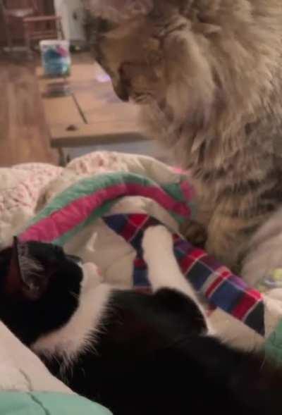 Could've gone either way