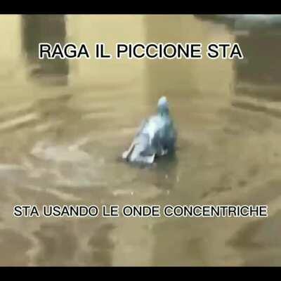 Piccione dell' hamon