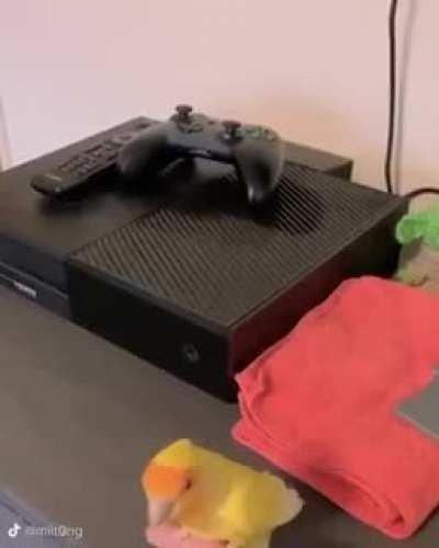 here’s a birb learning to skate and later nailing it to make your day a little better