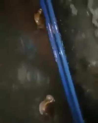 This dude or this dude