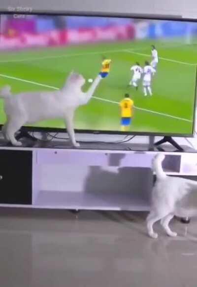 To escape the wrath of the psychic cat