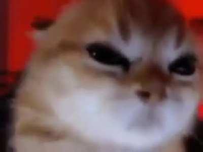 This creature keeps trying to cast testicular torsion on me, what do I do?