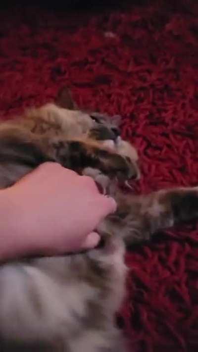 I was that this belongs here. Meet Moonie, who is fluent in gremlin-goblin-grumbles.