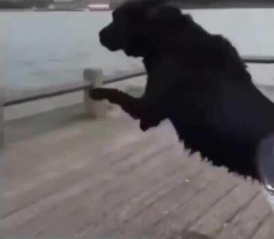 Doge leaped a bit too early but is totally fine