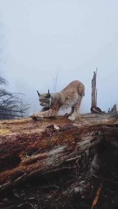 Meeting a Lynx in the Harz Mountains