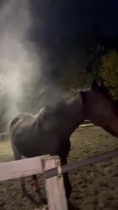 SatAN's hoRSe is HEre To STeaL youR SoUL aND Clip-CLop BaCK TO heLL!