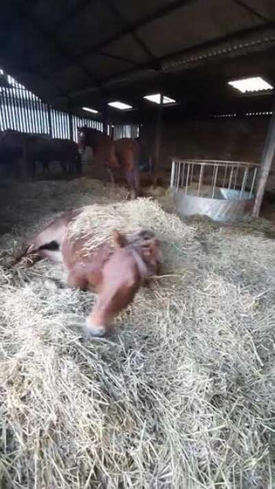 Beatrix loves new straw!