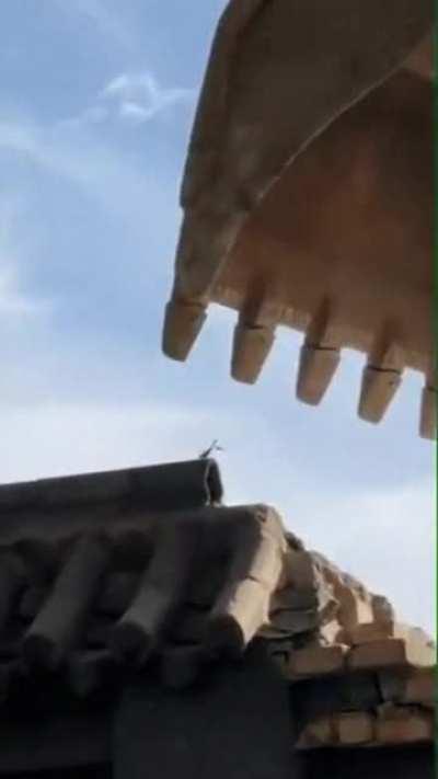 This praying mantis standing its ground