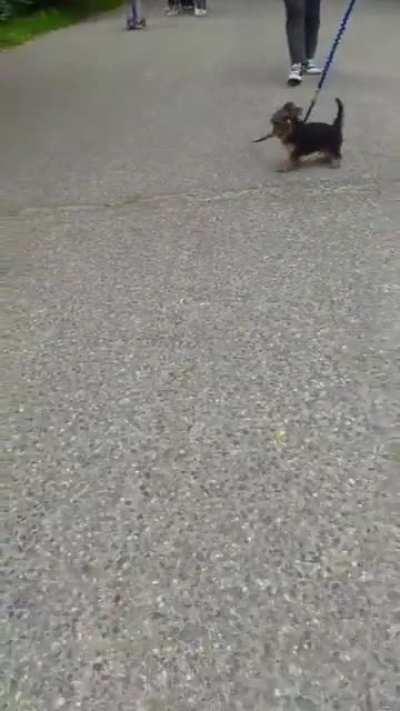 absolute madlad found a stick twice as long as him