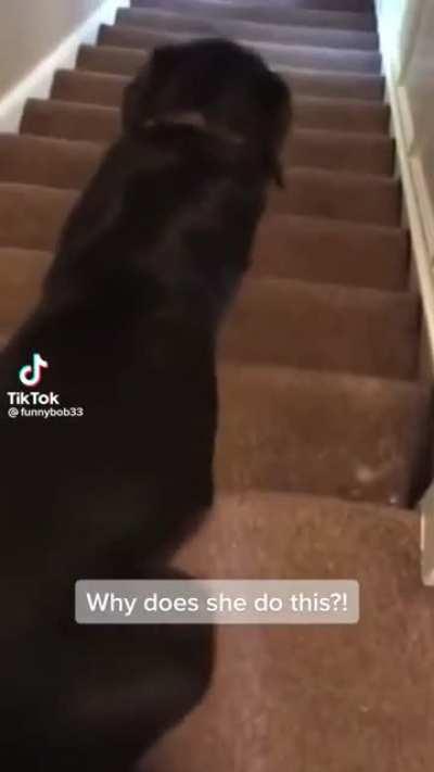 To take a cute video of a dog