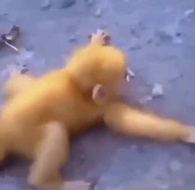 Monkeys and carti music go together so well 🥰 Someone needs to do the science and see why 🧐🤨