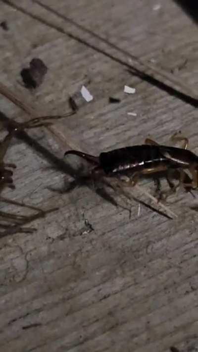 The effectiveness of Earwig pinchers