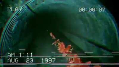 not the cockroaches again