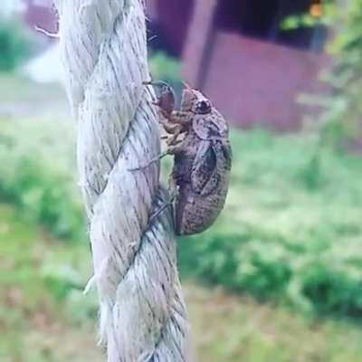 Cicada off to molt - no id needed - Philly PA