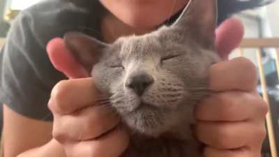 Cat Massage ASMR