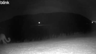 Mountain Lion caught on backyard camera