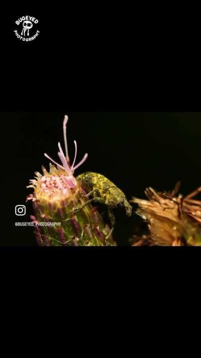 Weevil Wednesday (Credit: bugeyed_photography on instagram)