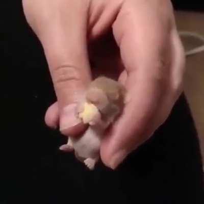 Немного милоты