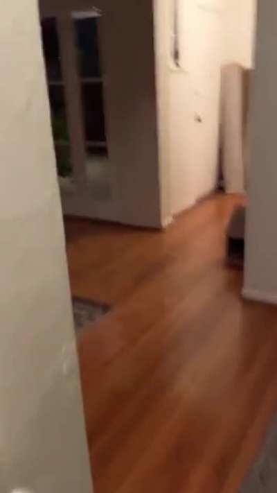 cat jumpscare