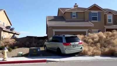 Thousands of tumbleweeds get stuck in a small town