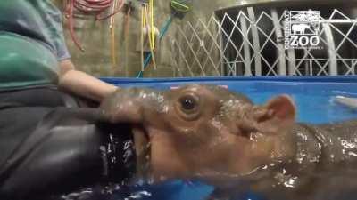 Maniacal murder hippo eats trainer’s leg!