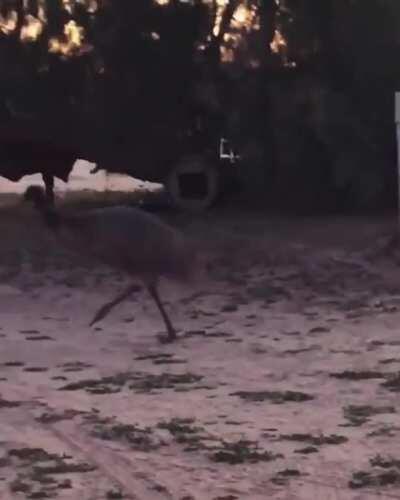My friend is spending quarantine at her parents' farm, the resident emu is ridiculous