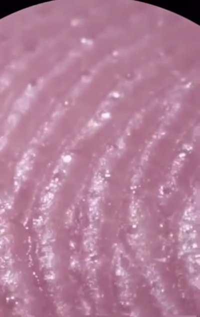 How a finger print looks like under a microscope
