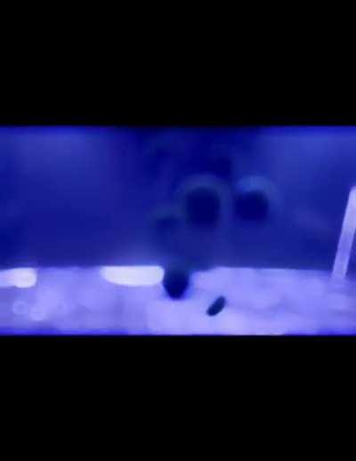 i havent contributed in a while, so heres goobab variations!! if a goobab expert could list them off thatd be helpful!