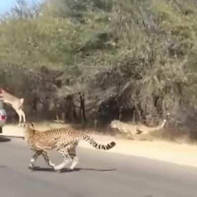 Cheetah chase in traffic