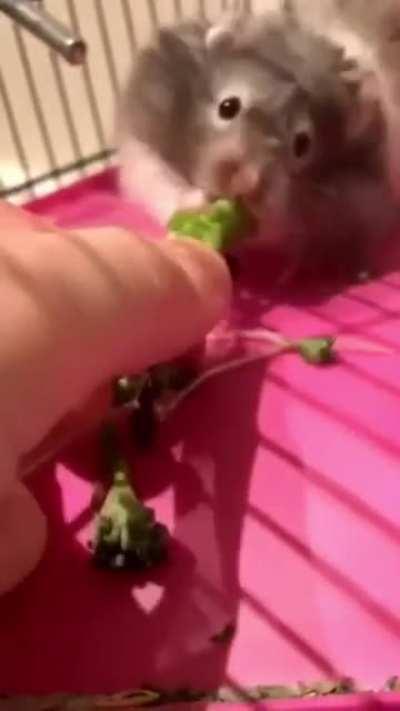 Ohh Hampter 😳😏