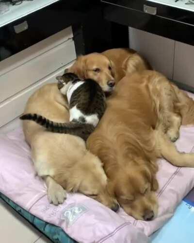 They Will Always Be Together