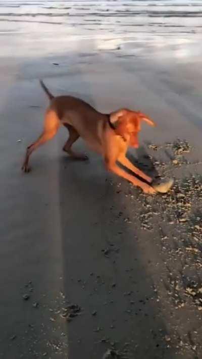 He Found a Clam, A CLAM!