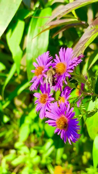 Bumble thirsty for some late-season New England Aster nectar 🐝