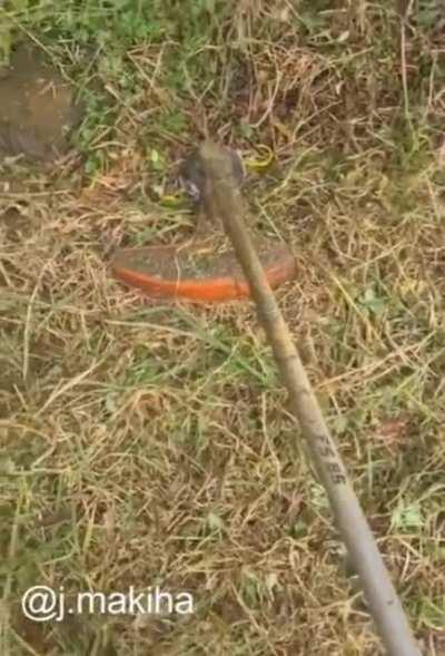 WCGW whilst whacking some weeds