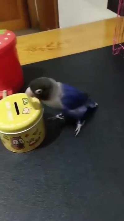 BiRd WiThOuT aRmS fOrCeD iNtO mAnUaL lAbOr