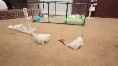 Your nightly installment of chaos